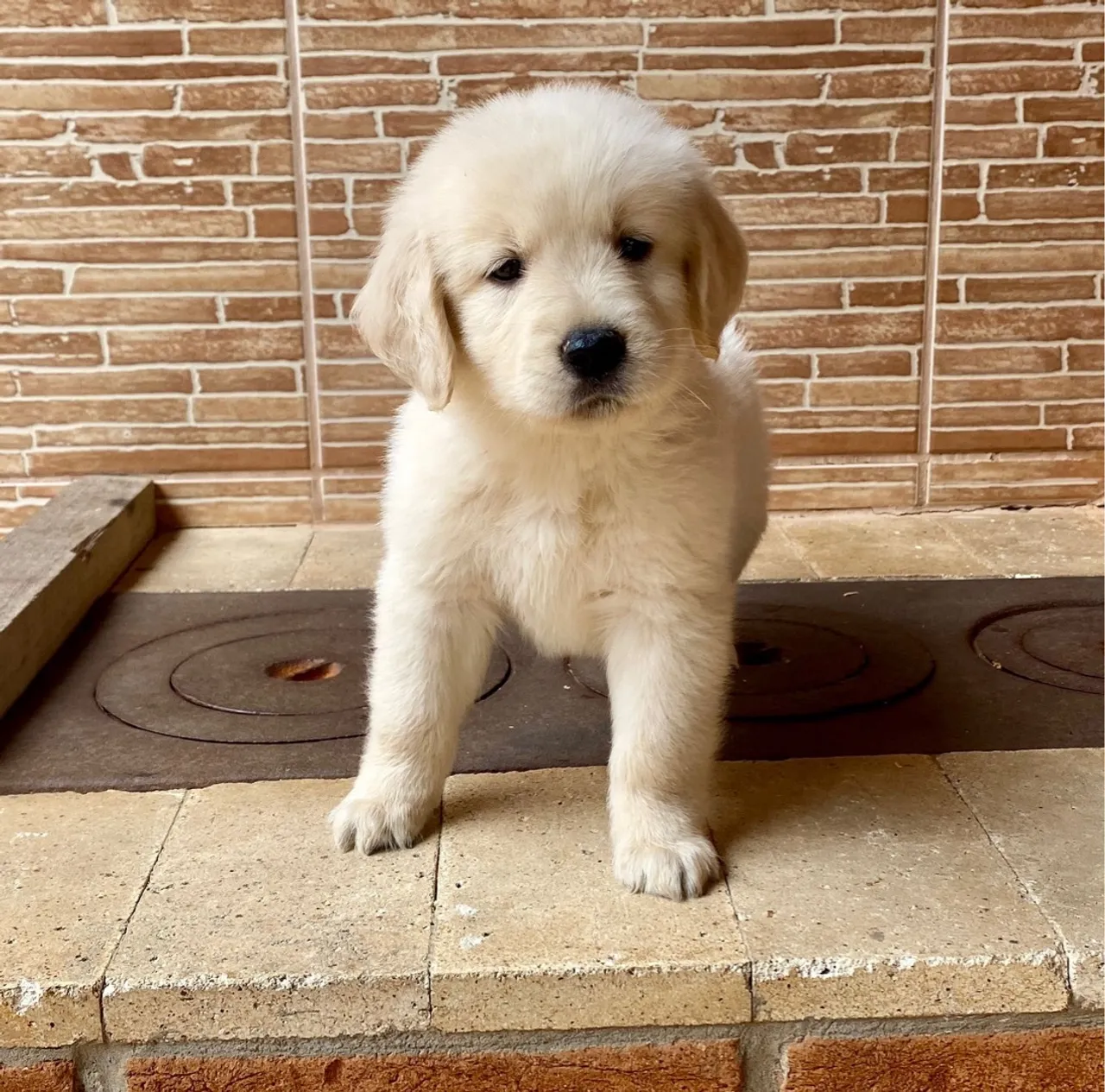 Golden Retriever - perfeito para alegrar sua casa