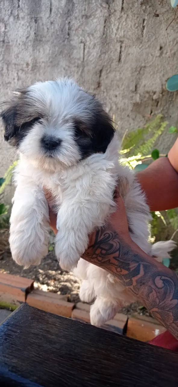 Vende-se filhote de ShihTzu Fêmea R$700 Pagamento cartão
