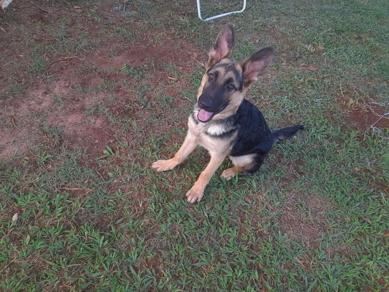 Filhote de Pastor Alemão