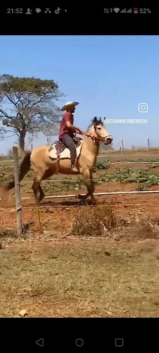 Égua Manga Larga X Campolina 