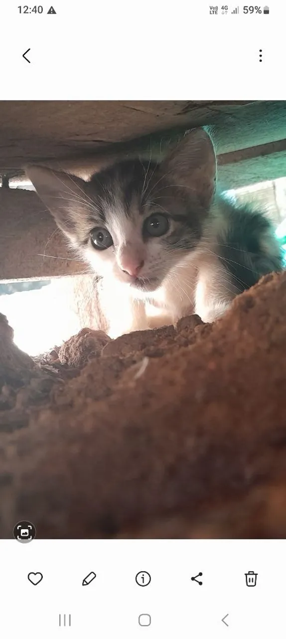 Gatinho filhote fofo para adoção
