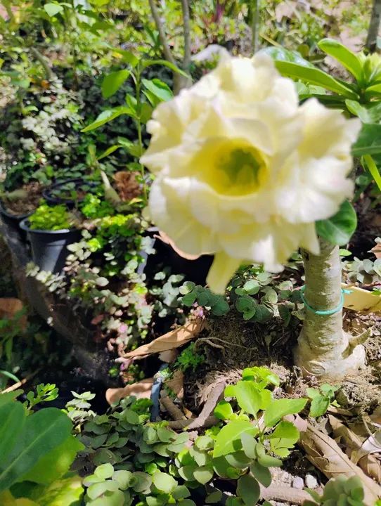 Muda de Rosas do deserto R$:5,00un - Foto 5