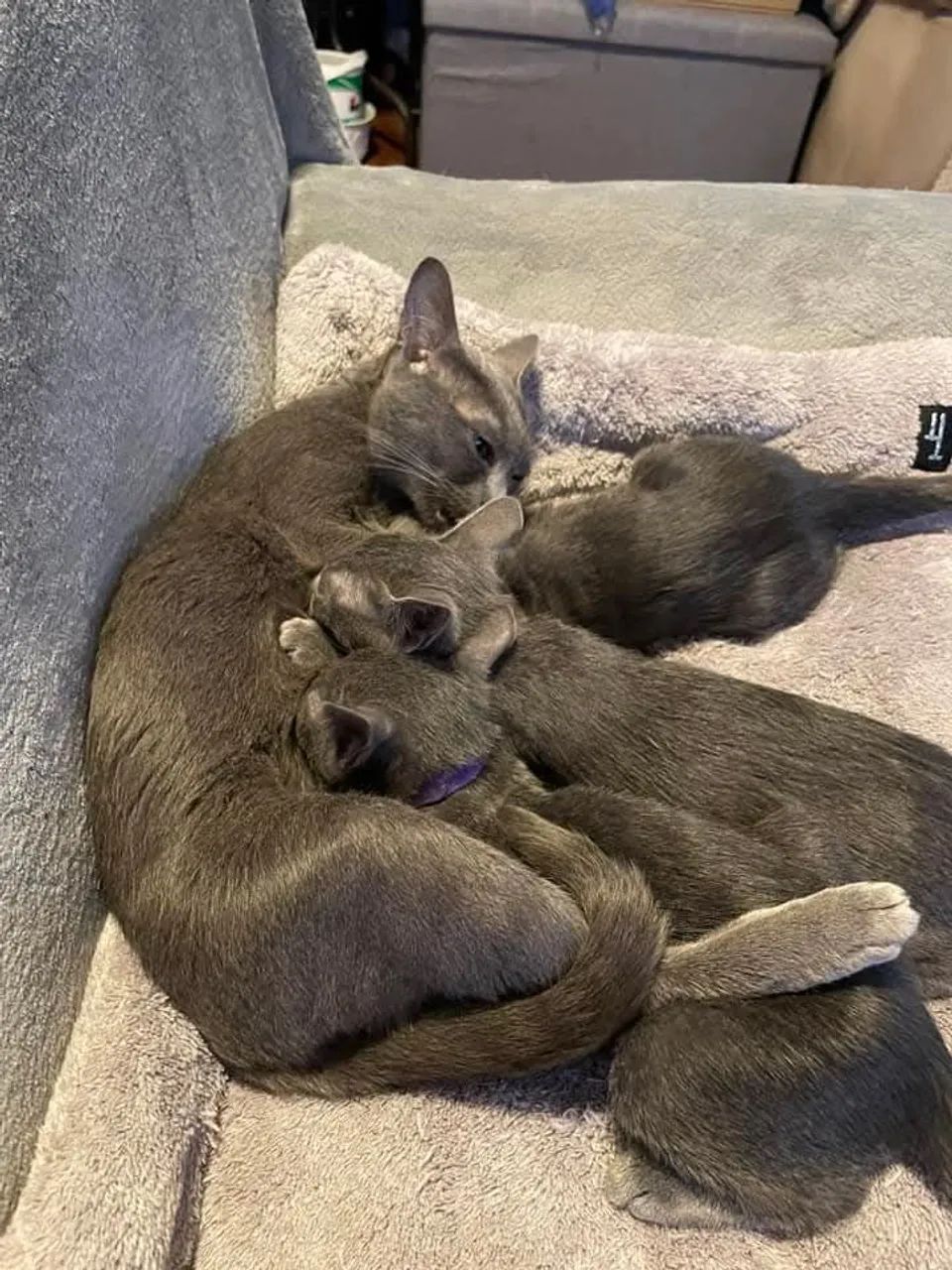 Azul russo anti alérgica presentao natal 