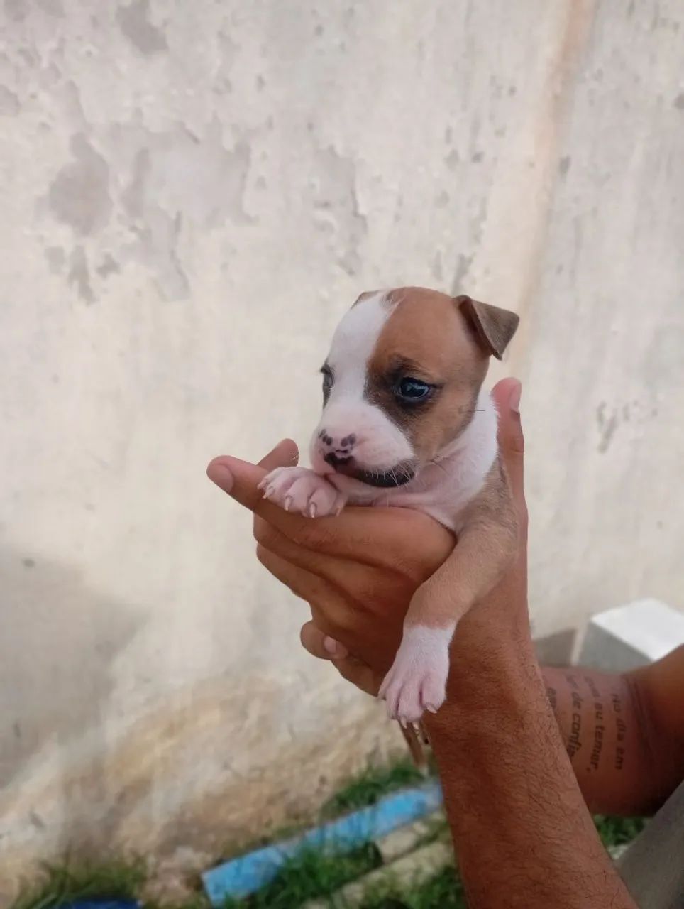 Filhote de Pitbull (amstaff)