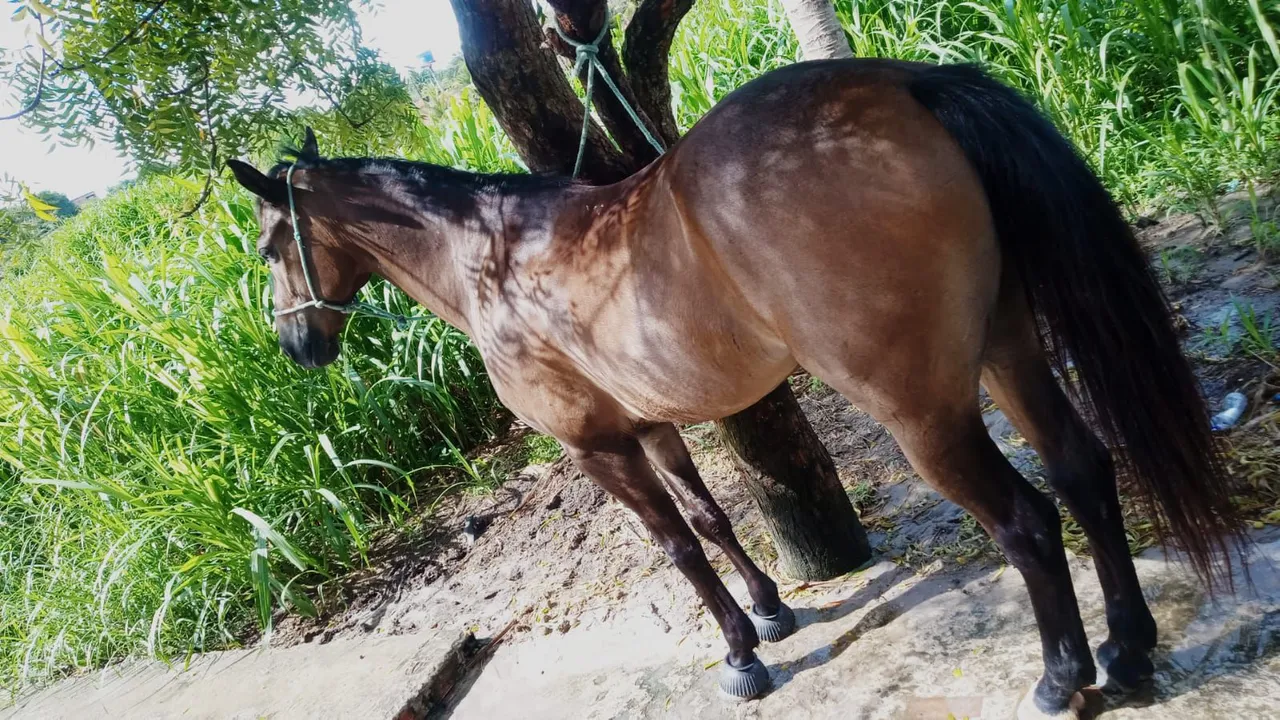 Cavalo