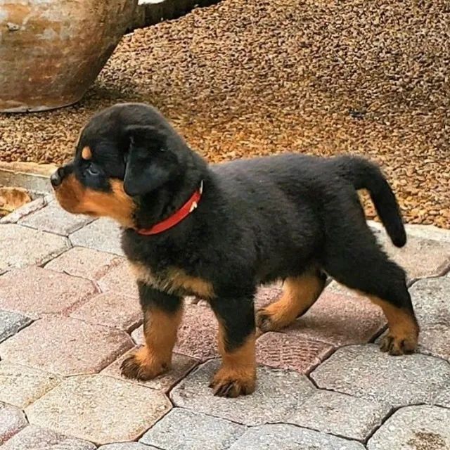 Rottweiler filhotes lindos so filhotes - Foto 3