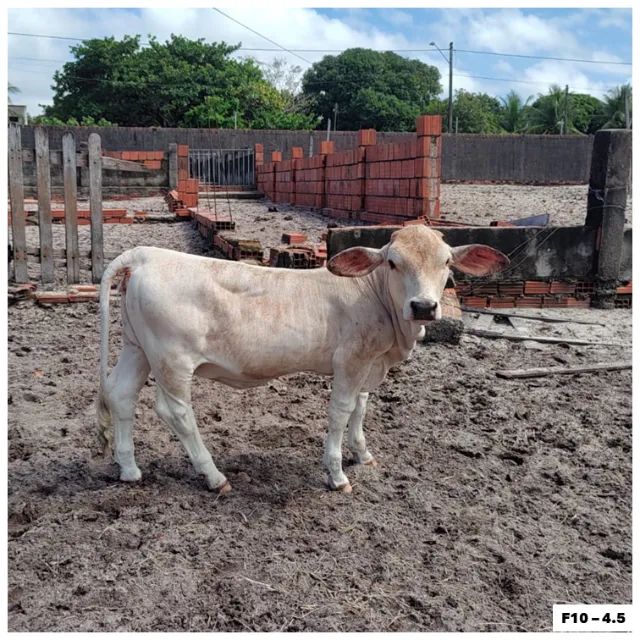 MINI VACAS de alta qualidade, perfeitas para o seu rebanho! - Foto 4