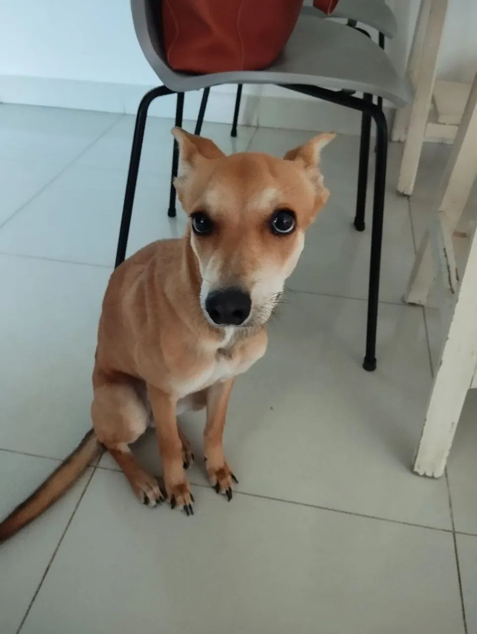 Cachorra fêmea ADOÇÃO RESPONSÁVEL 