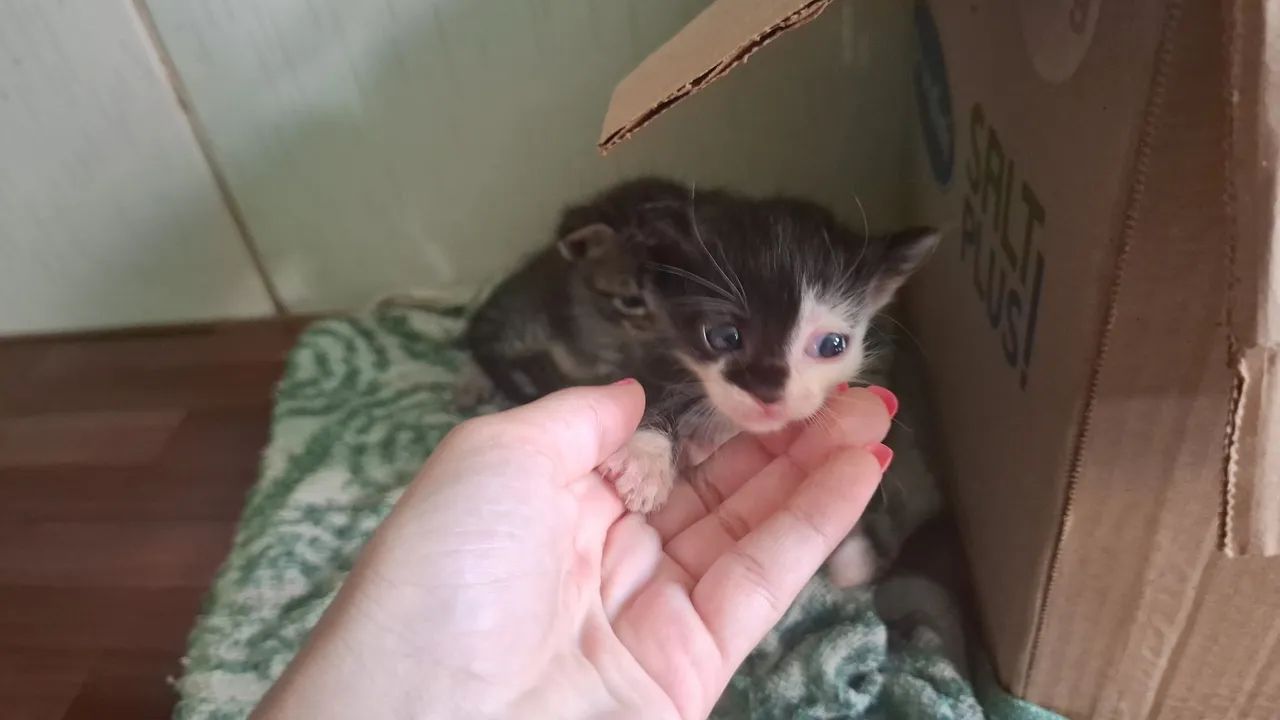 Gatinho fofinho para adoção - Foto 6