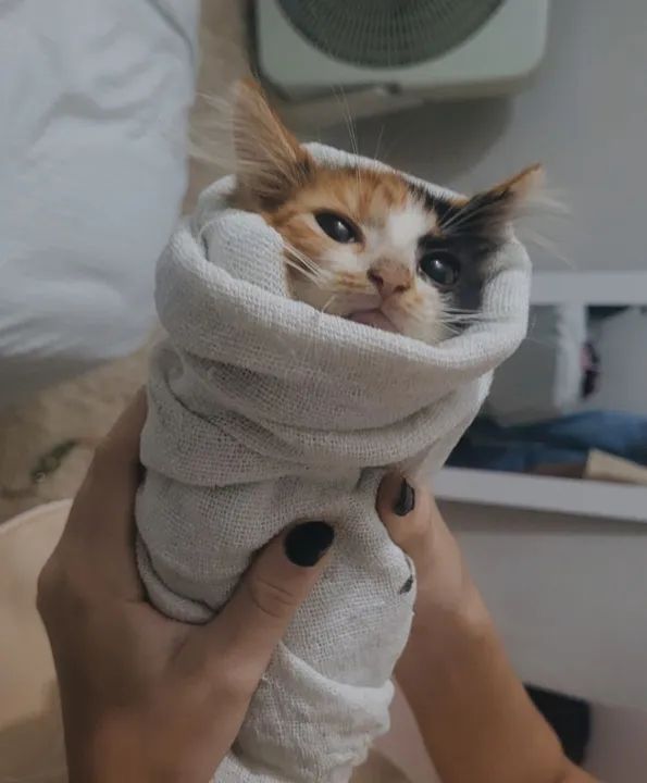 Gatinha filhote para adoção responsável - Foto 3