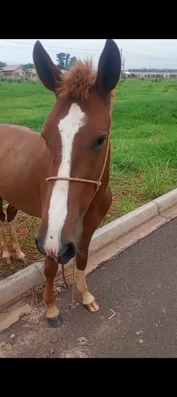 Vende se cavalo manga larga - Foto 3