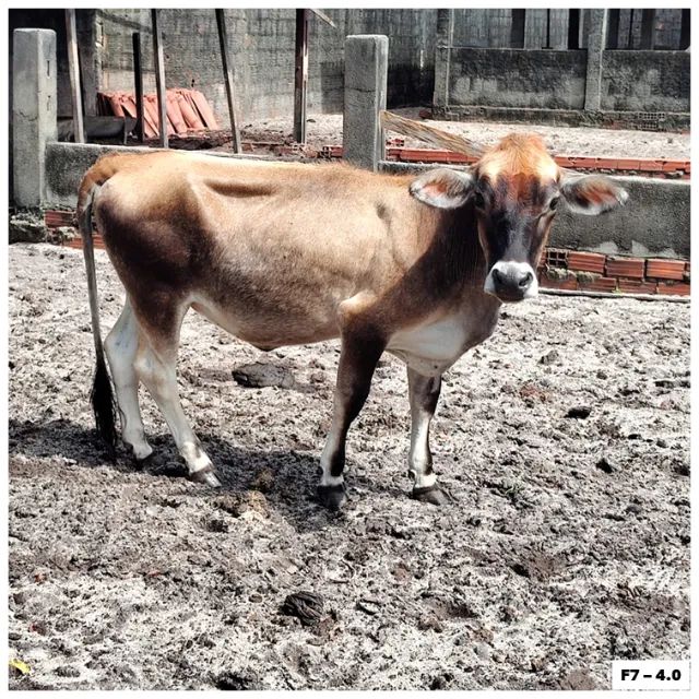 MINI VACAS de alta qualidade, perfeitas para o seu rebanho!