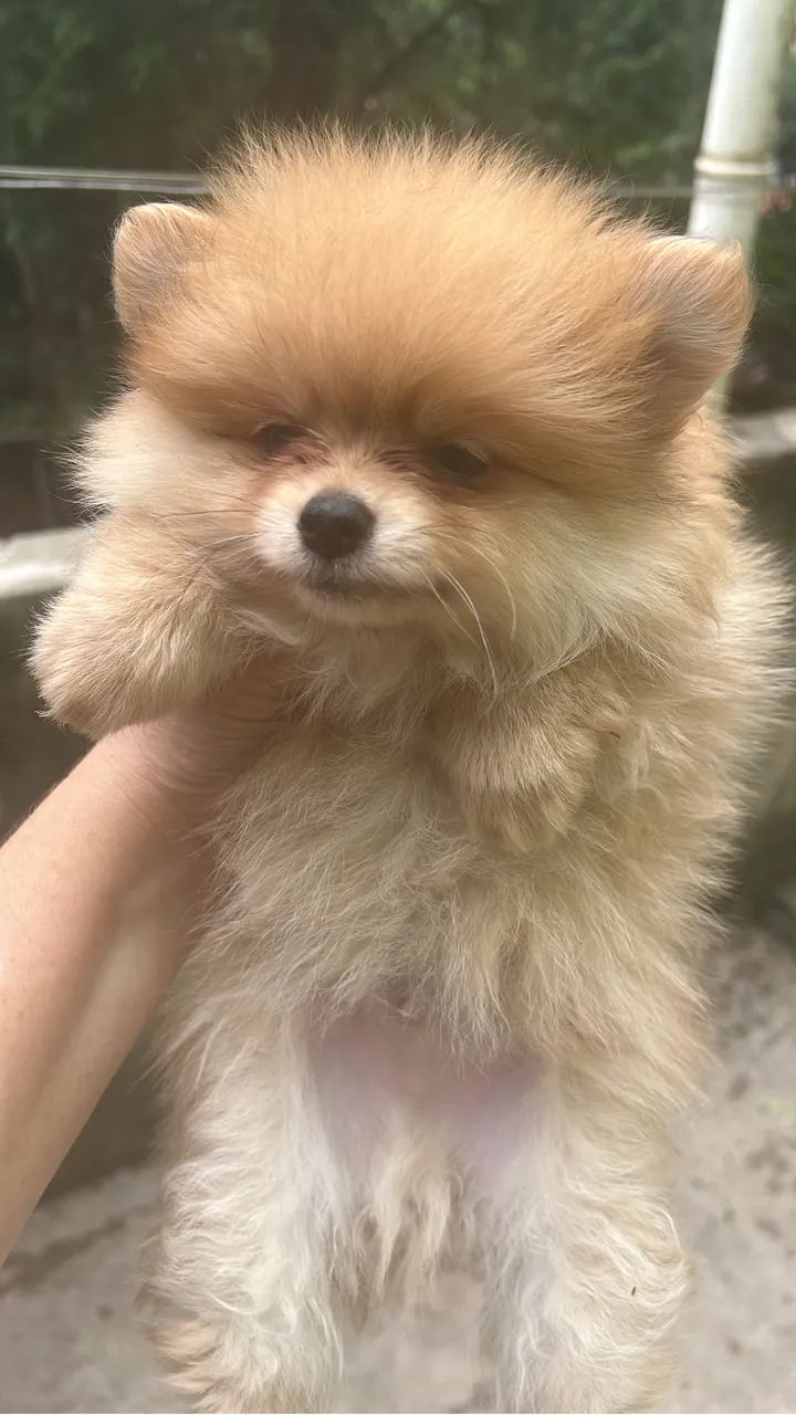Lulu da Pomerania ( Spitz Alemão) Macho