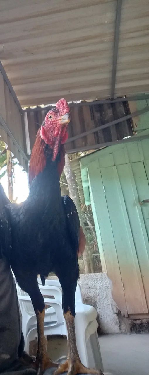 Galos índios  - Foto 4