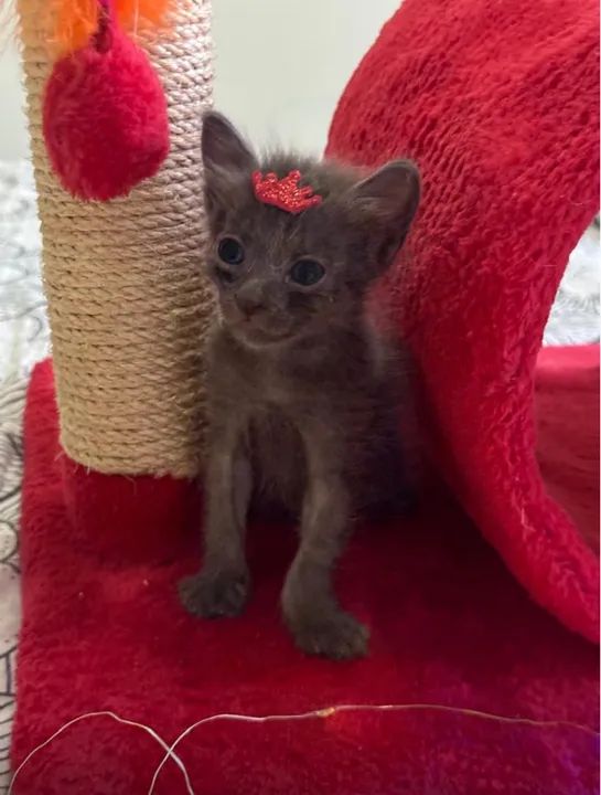 Chartreux  Macho Sofisticação  e Elegância!!!!