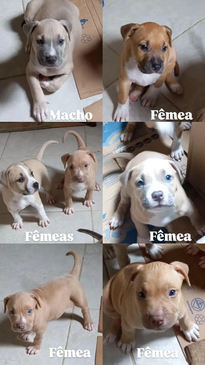 Filhotes de Pitbull Monster
