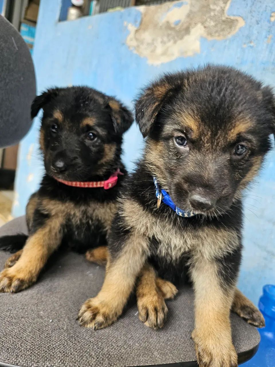 Filhote Pastor Alemão Cachorros Jardim Ponte Alta I, Guarulhos