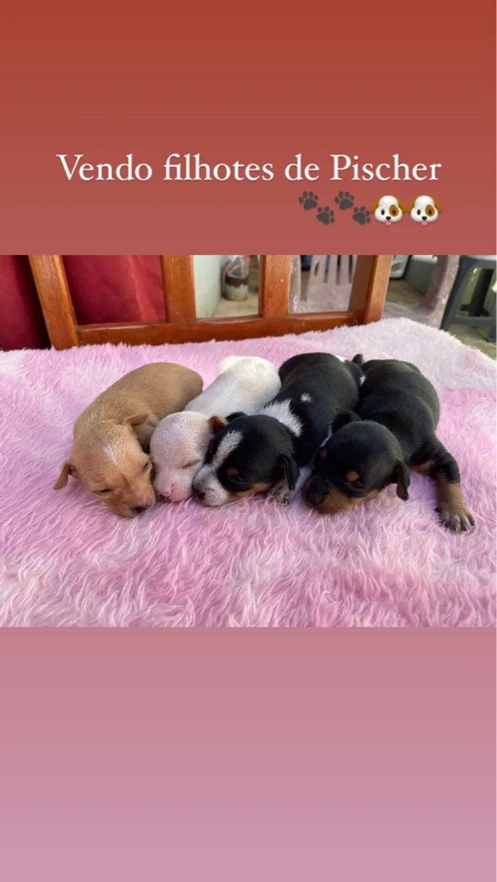 Filhotes de Pinscher à Venda!