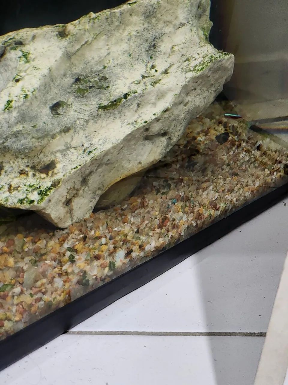 Aquario completo - Foto 3