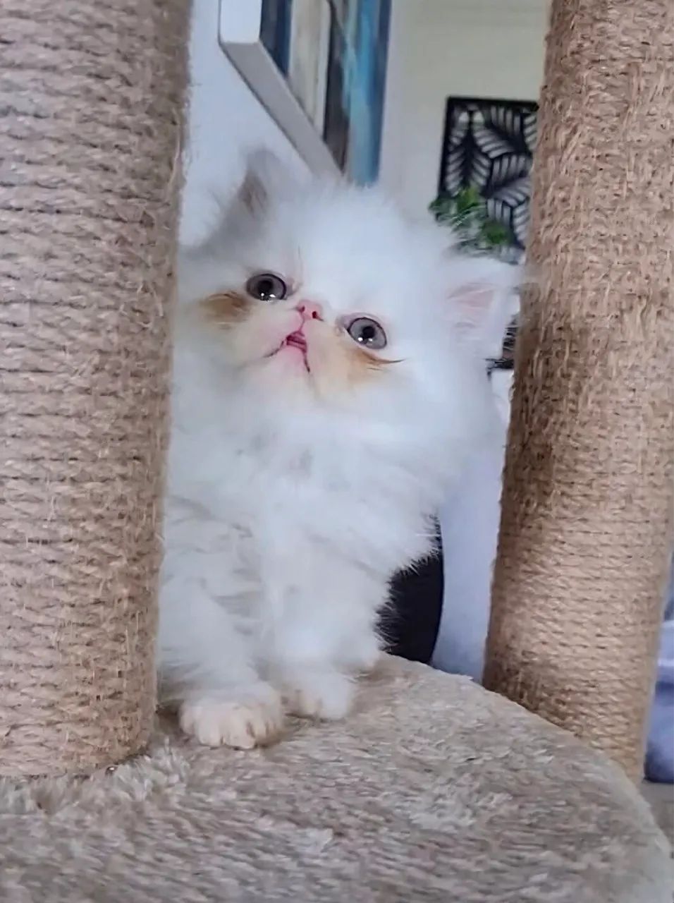 Gata Persa exótica Gatos Centro, Eusébio 1447101143 OLX