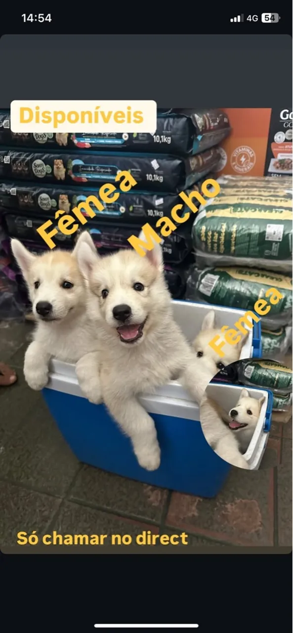 Lindos filhotes de  Husky Siberiano