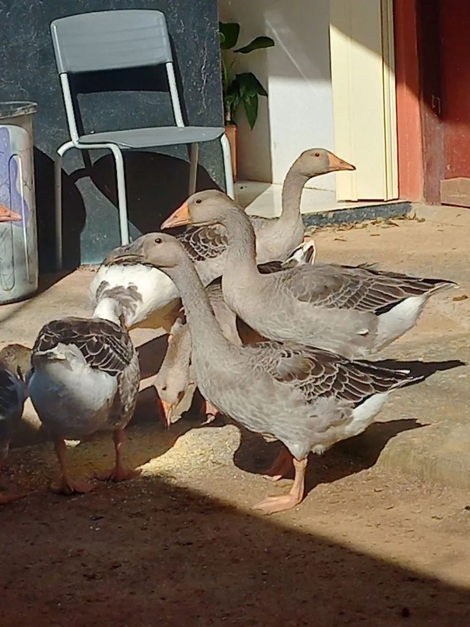 Ovos de Gansa  - Foto 2