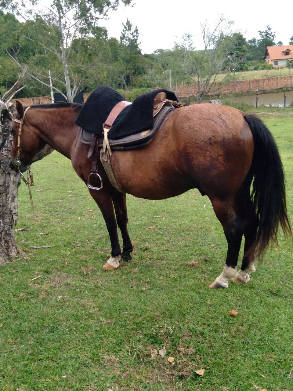 BARBADA, LINDO CAVALO CRIOULO, DE LAÇO, TÓP. - Foto 2