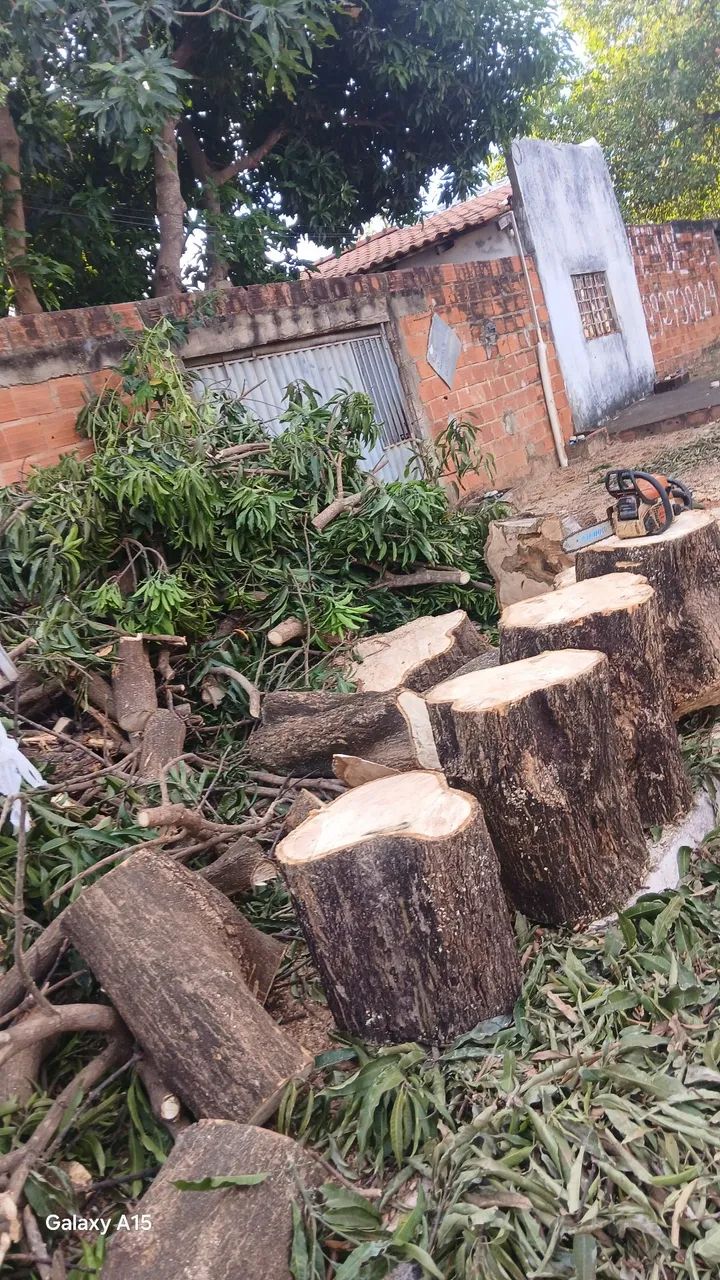 Podar de árvores e limpeza em geral  - Foto 6