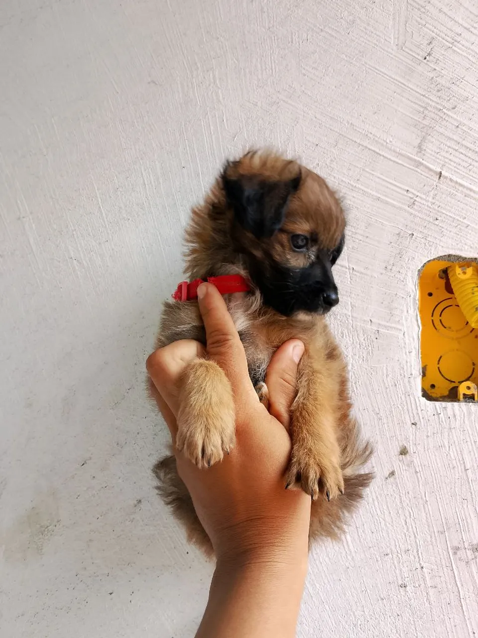 Filhote de cachorro fofo toy