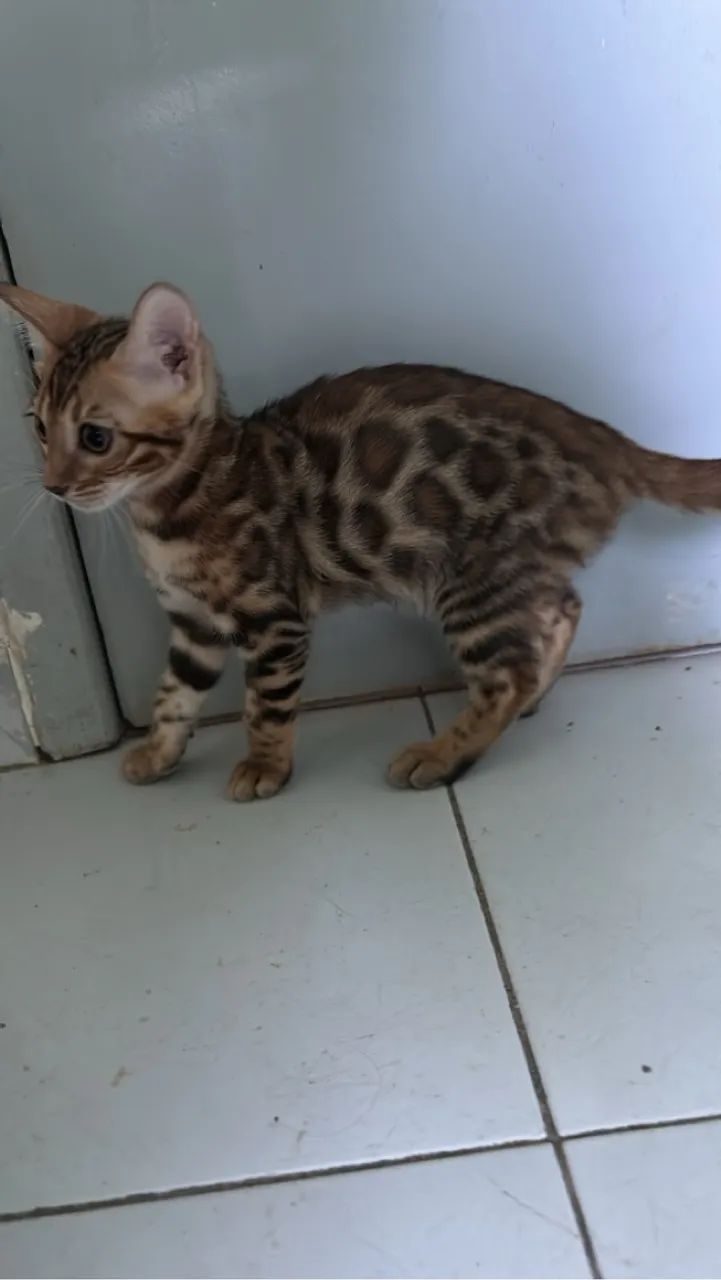 Bengal Genética europeia com pedigree  - Foto 2