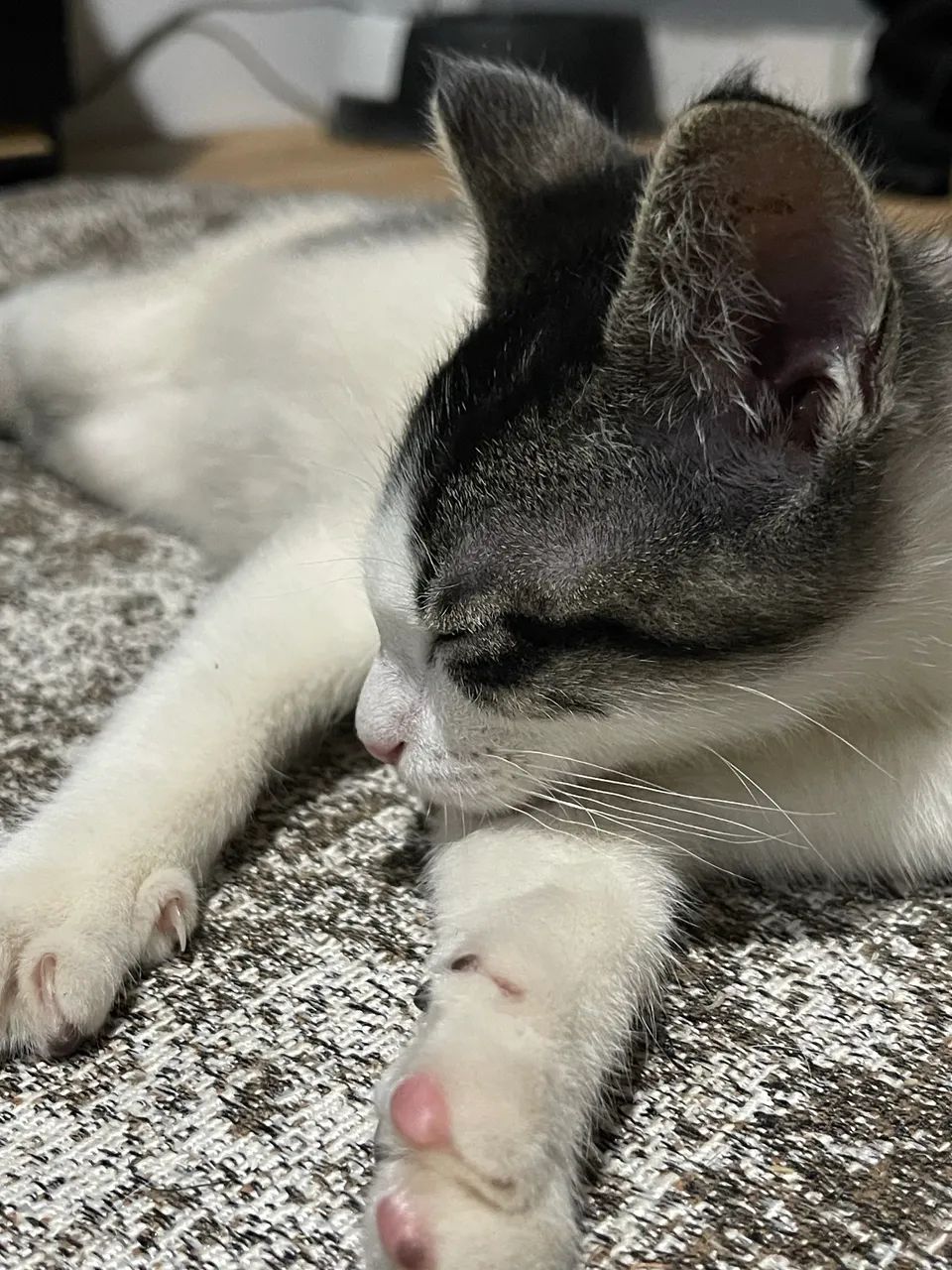 [DOAÇÃO] Gato Filhote