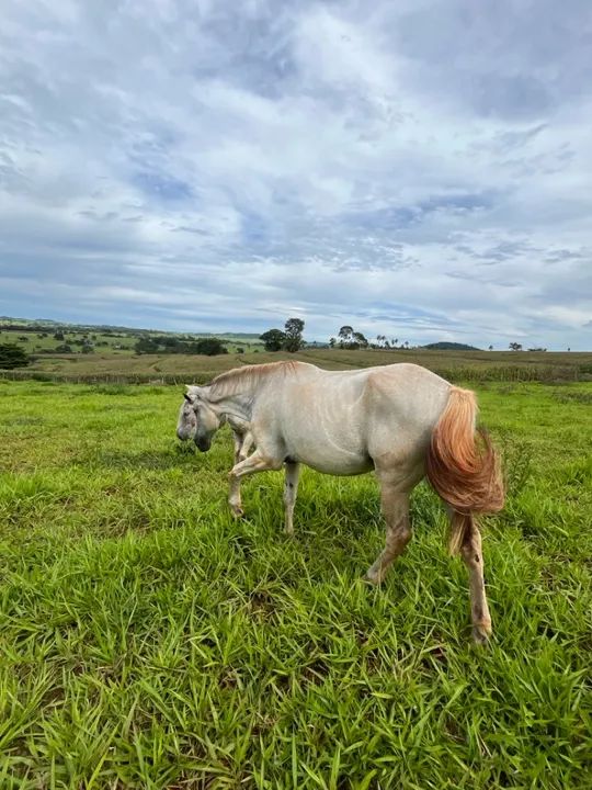 Cavalo Mangalarga Marchador  - Foto 3