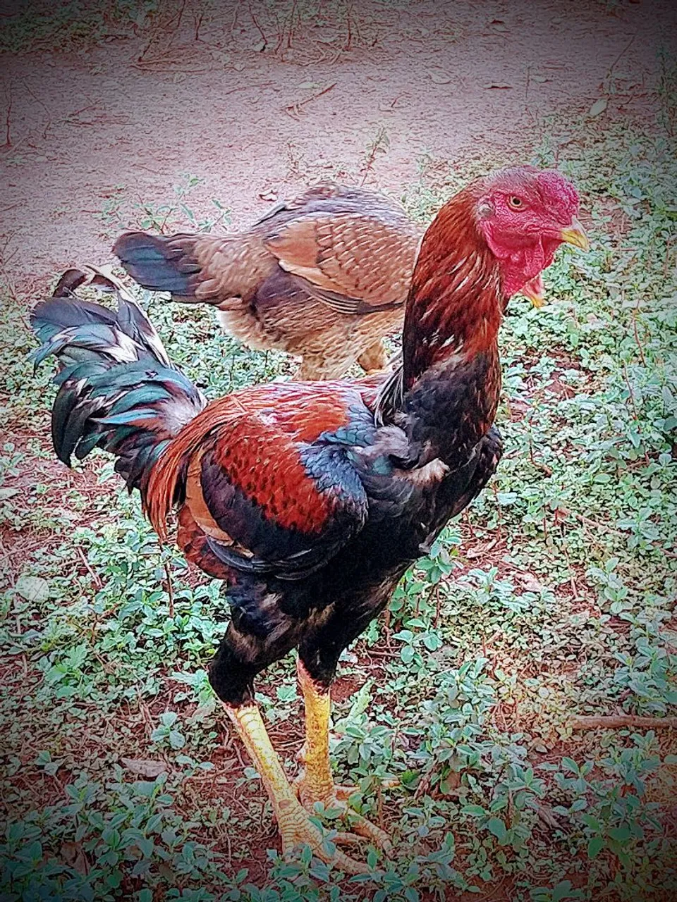 Galo de raça