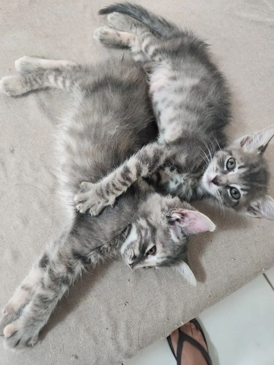 Casal de gatinhos super fofos para adoção - Foto 6