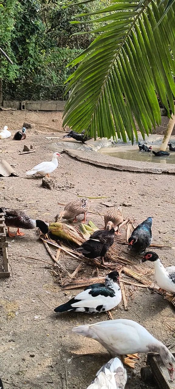 Patos e Marrecos - Foto 2