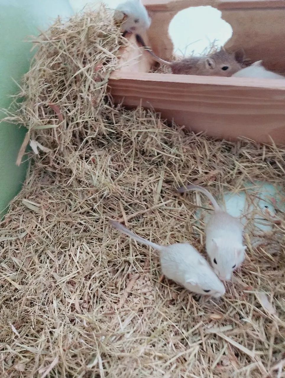 Esquilos da Mongólia, gerbil 64639700502915124