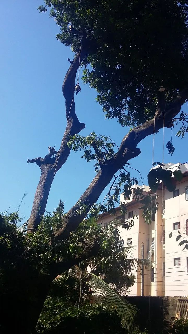 Pode e corte de árvores  - Foto 4