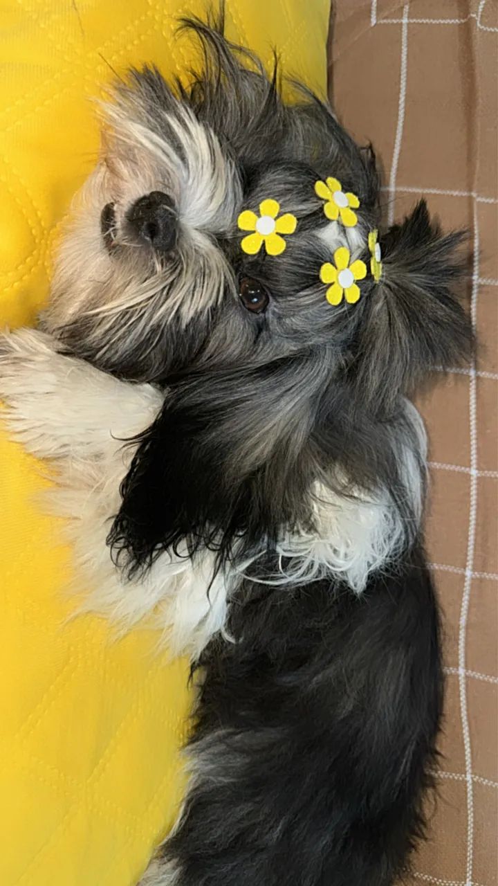 Cachorra Lhasa apso  - Foto 5