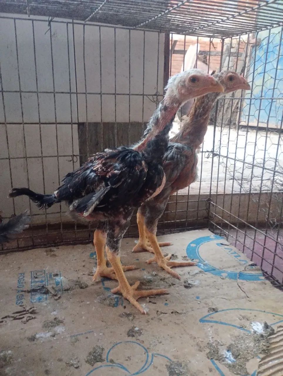 Lote de 5 pintinhos índio gigante machos de 40 dias - Foto 2