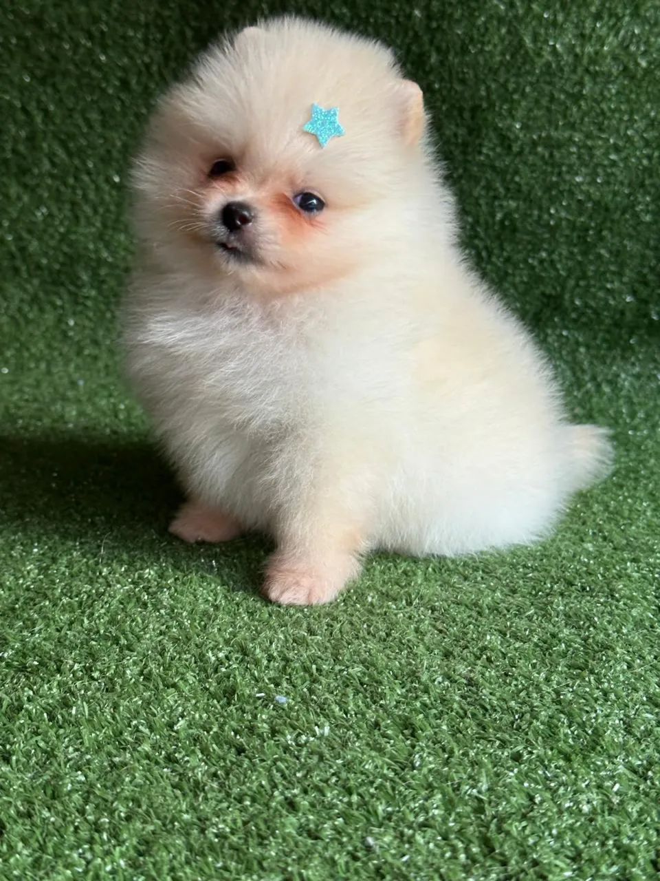 Spitz alemão -macho  - Foto 3
