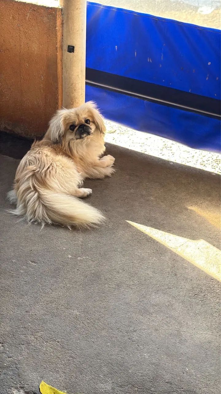 Pequines macho  - Foto 2