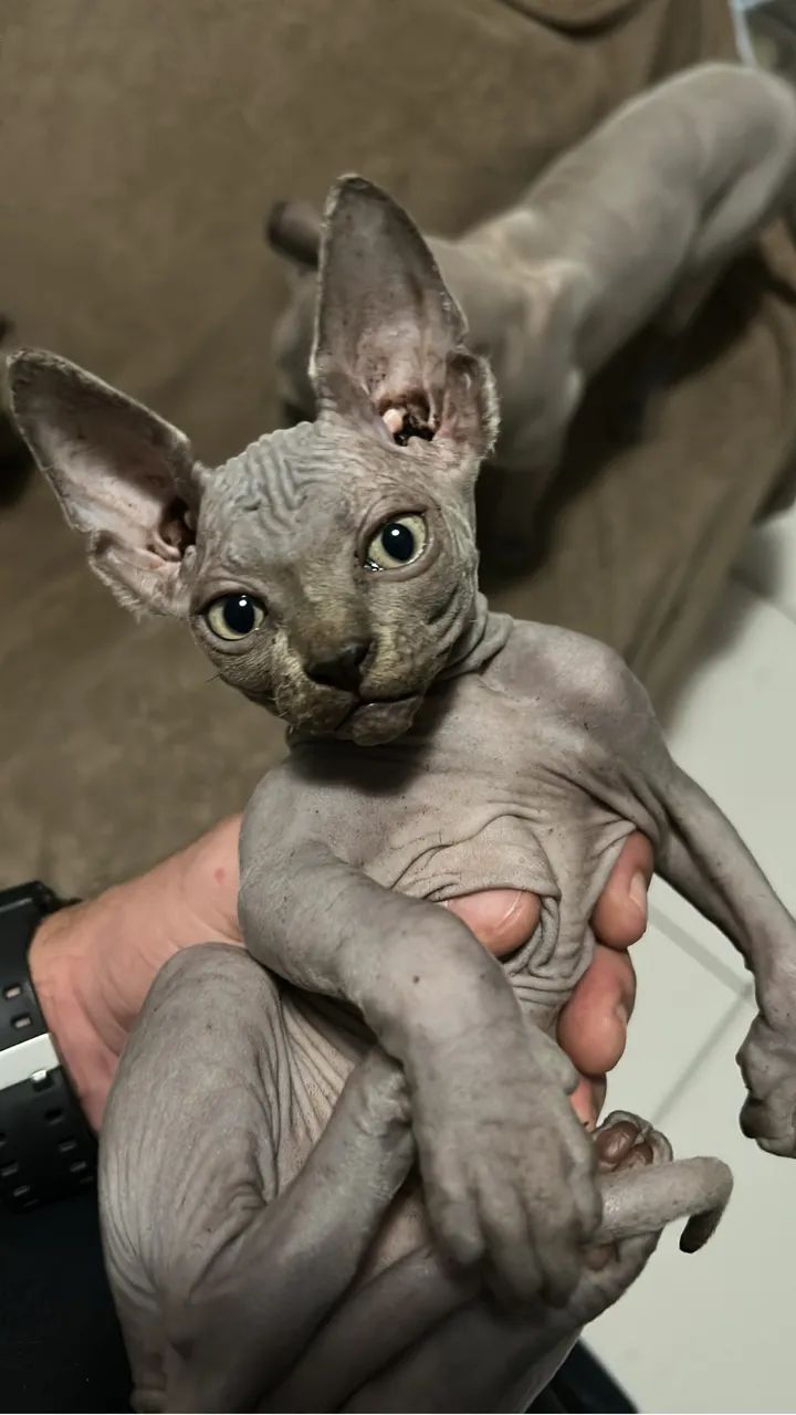 GATO SPHYNX BLUE MACHO - Foto 3