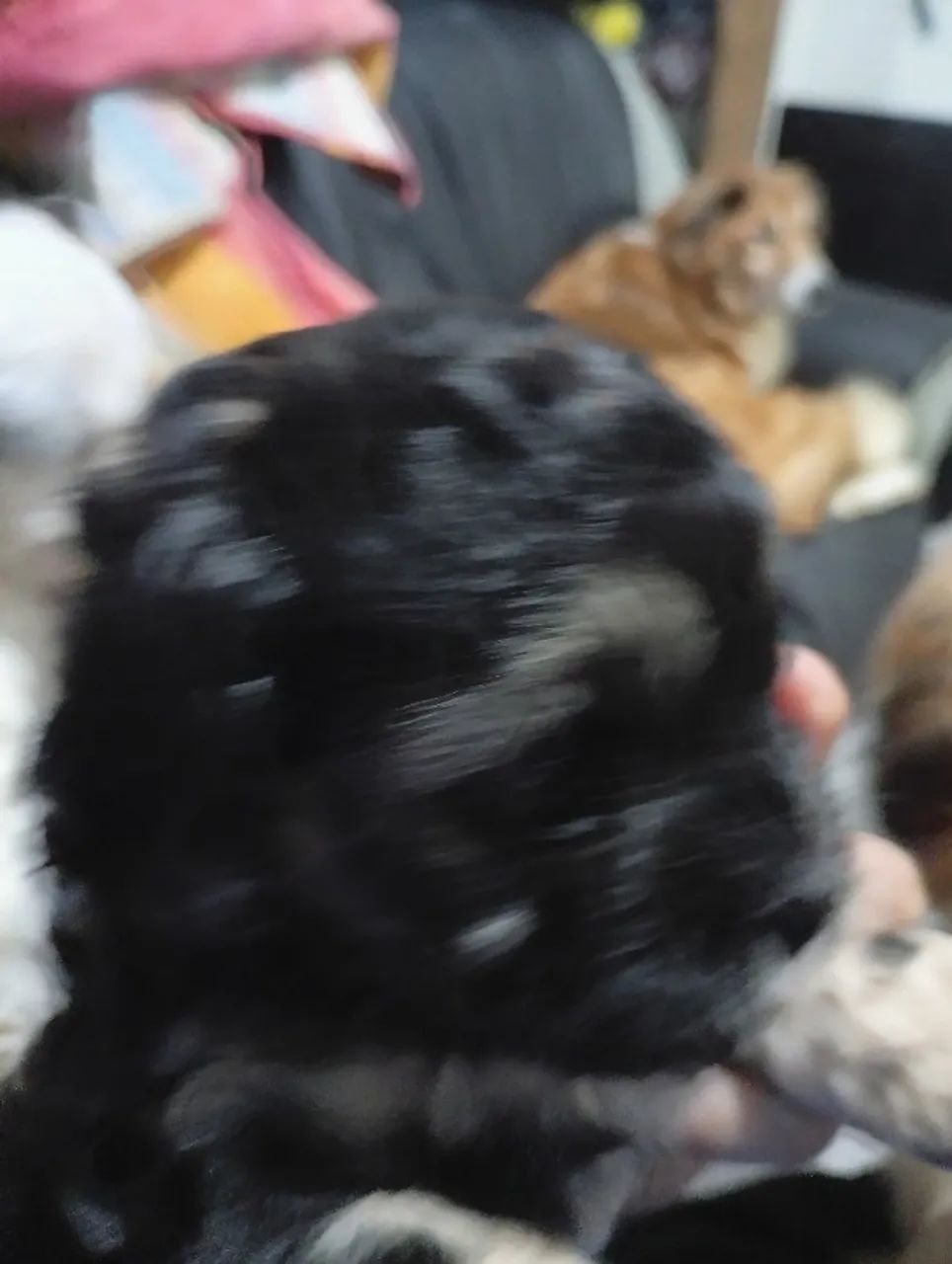 Filhote de shipoo