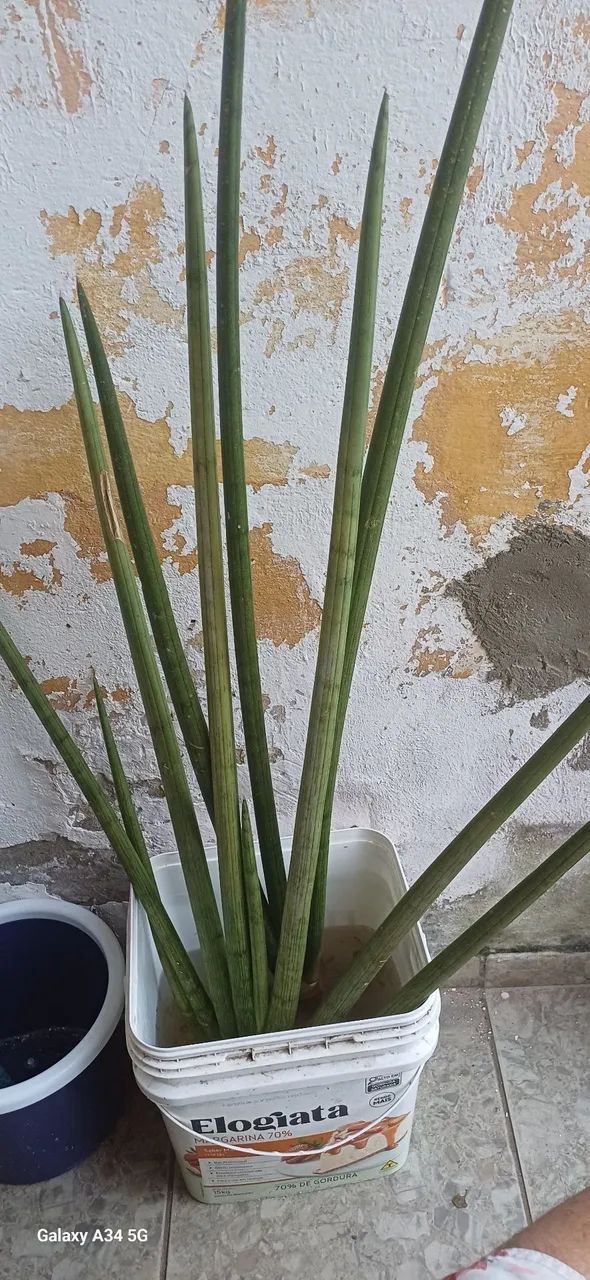 Planta  - Foto 2