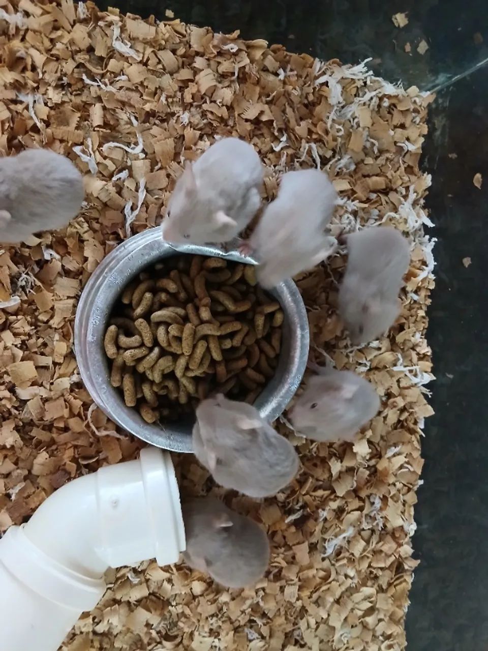 Hamster Sírios  - Foto 3