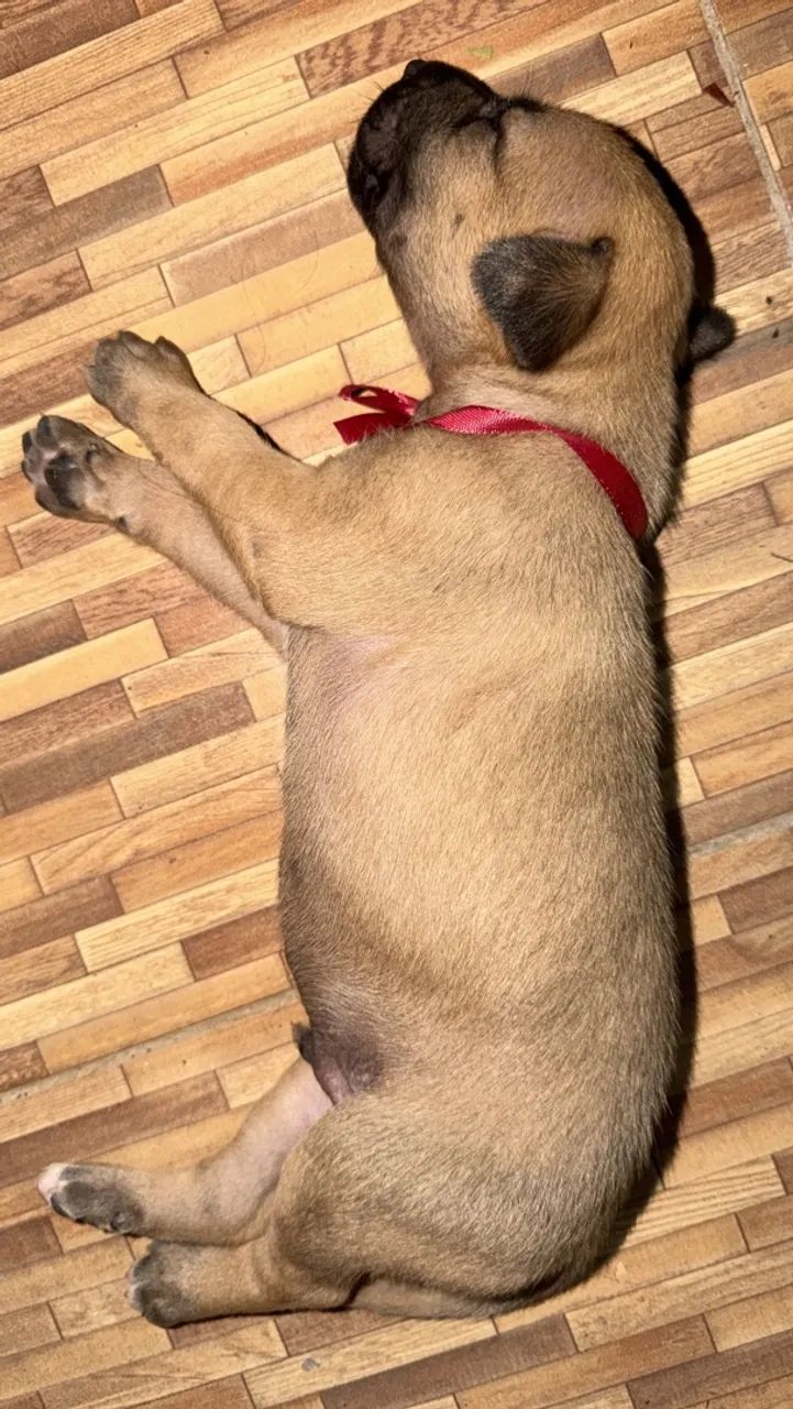 Adoção responsável - Foto 5