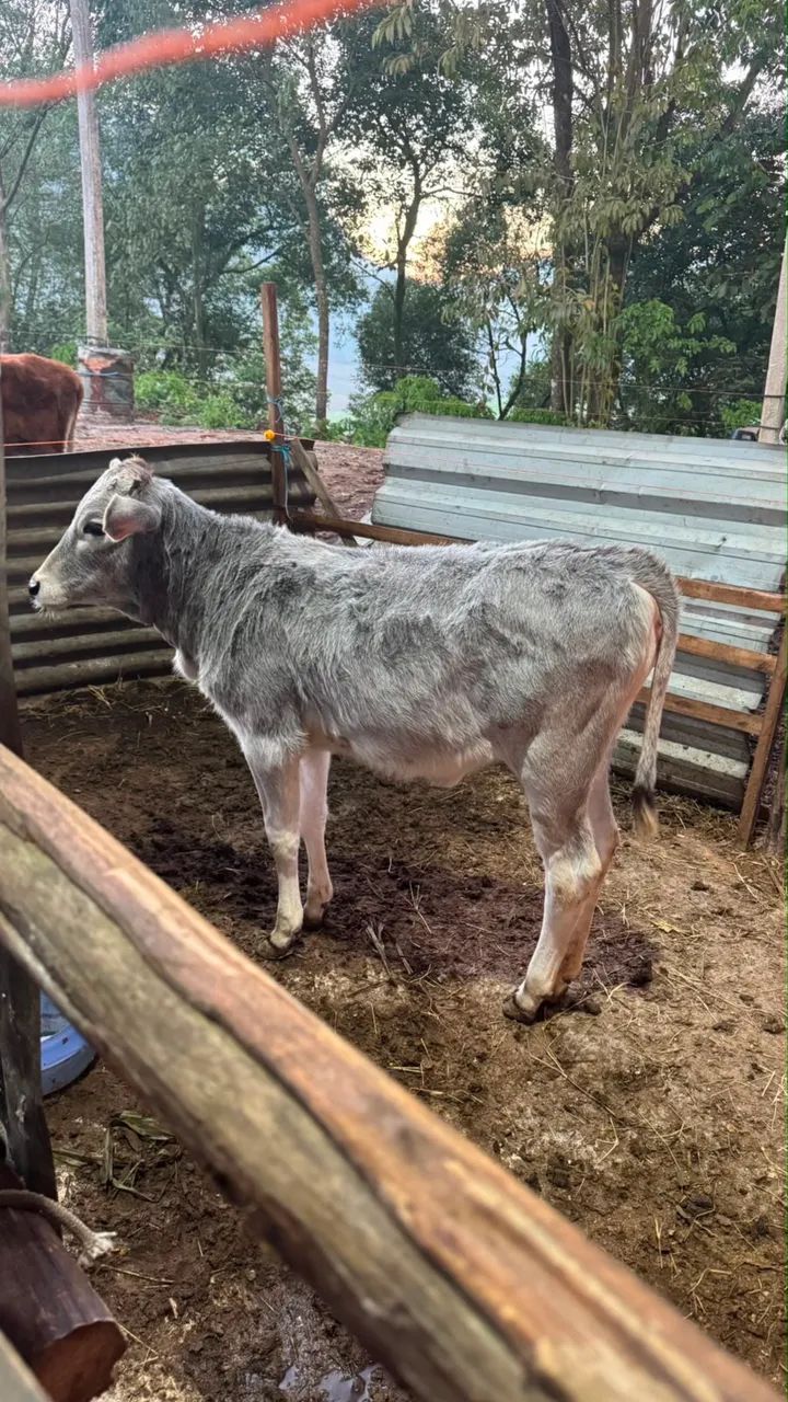 VACA E BEZERRA - Foto 4