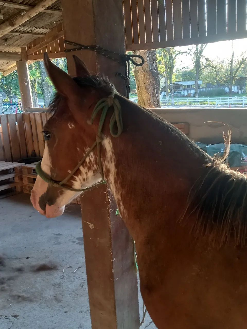 Potra oveira colorada  - Foto 2