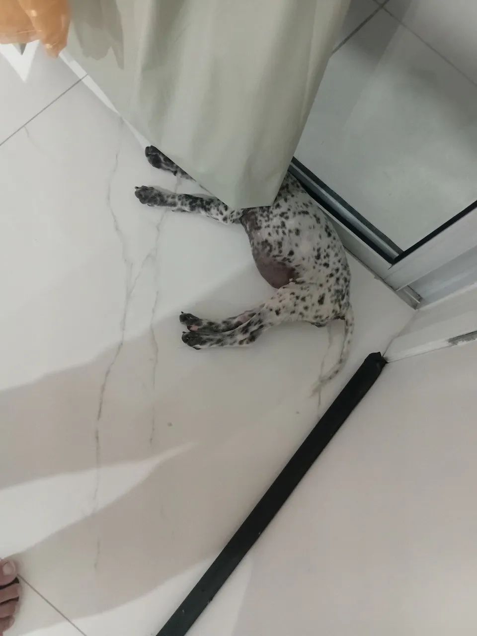 Filhotes de cachorros para adoção.  - Foto 5