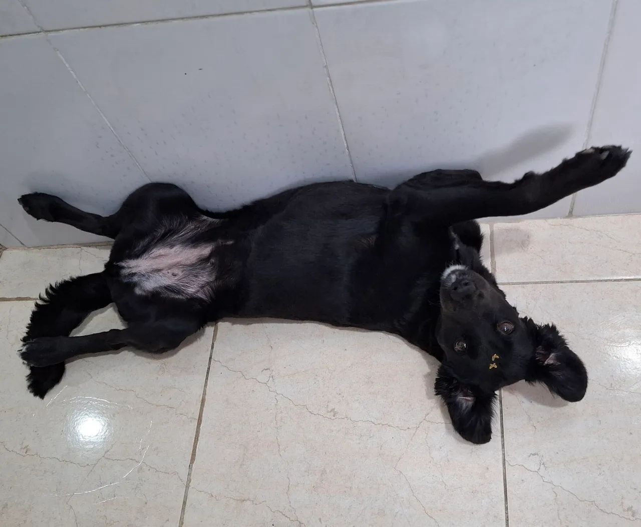 Procura-se um lar cheio de amor! - Foto 4